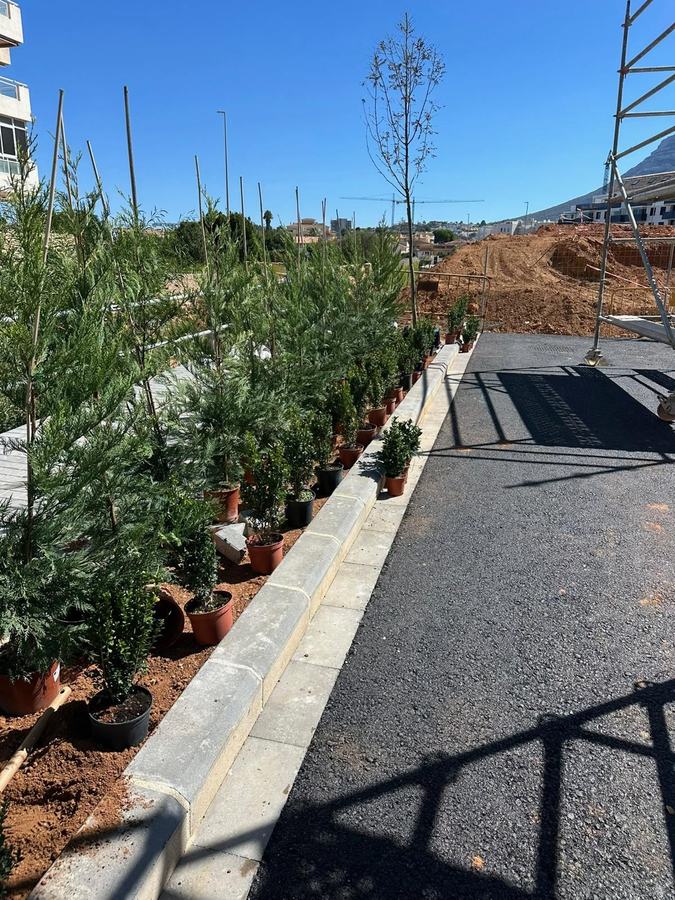 Plantación de arbolado joven en urbanización